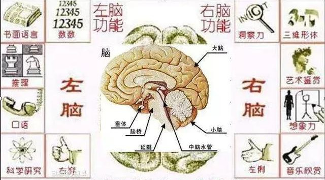 全脑开发：右脑的能力主要是什么？