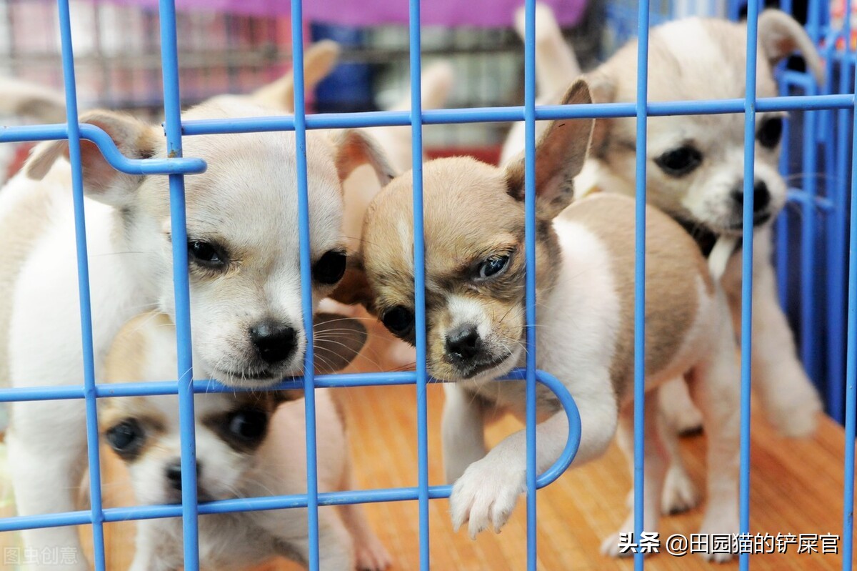 中国10大的宠物批发市场