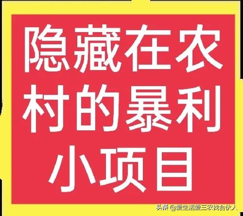 六大隐藏在农村的暴利小项目，只要愿意干，基本都能发家致富